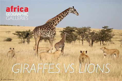 Giraffes Vs Lions Africa Geographic