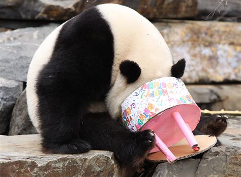 Happy Birthday Panda Ign Boards