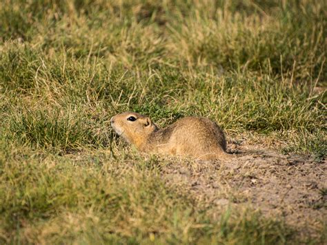 Gopher Ground Squirrel Andrew Mckinlay Flickr