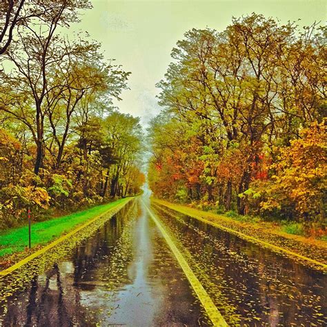 Rain In The Falli Love The Trees Running In The Rain Autumn