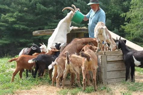 Raising Goats For Profit 2020 Complete Beginners Guide To Meat