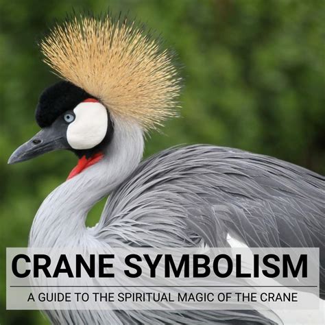 Crane Symbolism And Spiritual Meaning A Guide To The Magic
