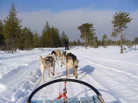 Husky Ride Lapland Welcome 芬蘭拉普蘭地區野外探訪行程