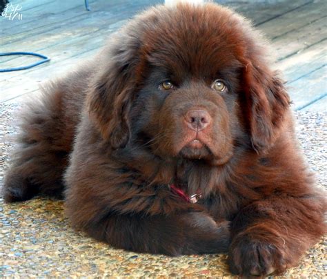 Newfoundland Puppies Photos Gallery Pictures Of Animals 2016
