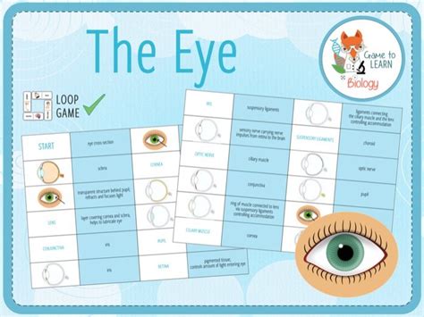 Eye Structure Loop Game Ks3ks4 Teaching Resources