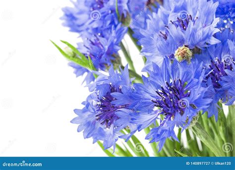 Bouquet Of Blue Cornflowers Isolated On White Background Selective