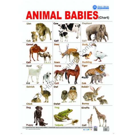 Animals Babies Chart
