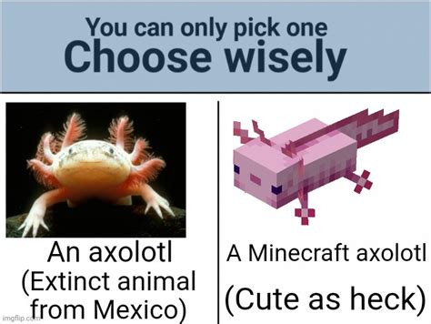 Axolotls Imgflip