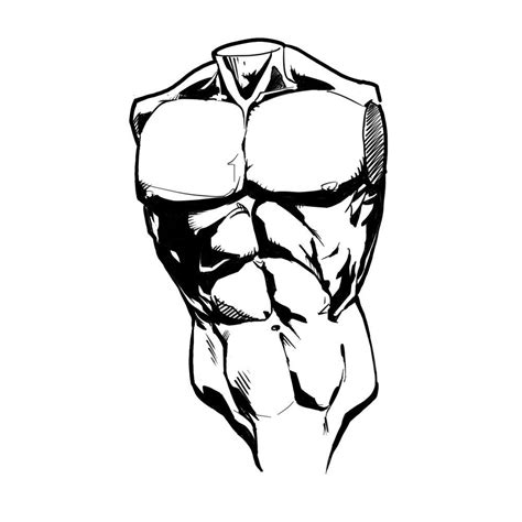 How To Draw The Torso Front View Human Anatomy Art Torso Human