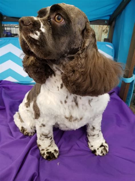 Maybe you would like to learn more about one of these? Celestial Pet Spaw - 76 Photos - 18 Reviews - Pet Groomer - 9360 W. Central Ave, Wichita, Kansas ...