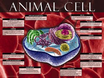 Plant cells resemble other eukaryotic cells in many ways. Quia - Animal Cell