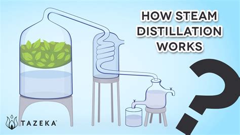 How Steam Distillation Works เนื้อหาทั้งหมดเกี่ยวกับรายละเอียดมาก