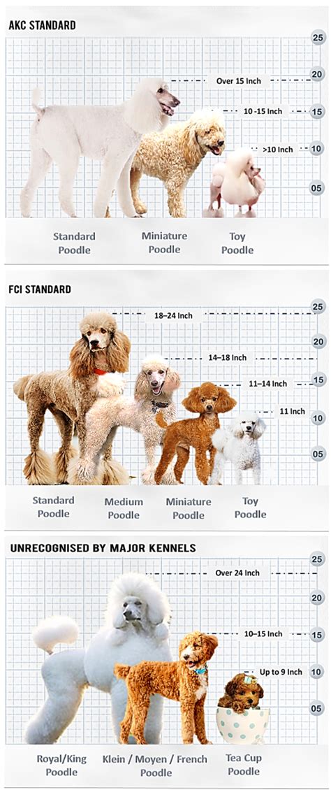 Top 10 What Are The 3 Types Of Poodles You Need To Know