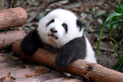 Giantpandaphotoshe Hua At The Chengdu Research Base Of Giant Panda