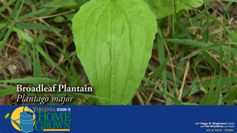 The Uses Of The Plantain Herb And Its Food Uses Youtube