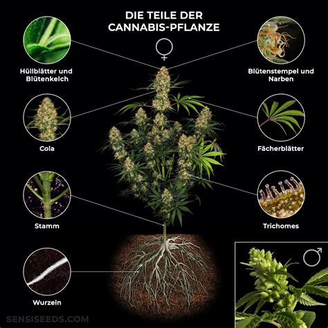 Teile Der Cannabis Pflanze Von Der Wurzel Bis Zum Stempel Sensi Seeds