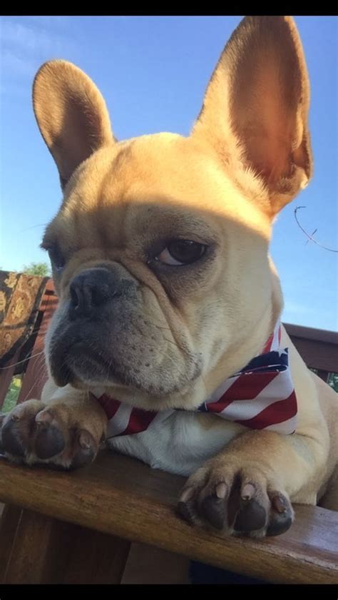 14 Funny Photos Of French Bulldogs That Will Make Your Day Page 3 Of