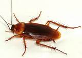 Cockroach American Images