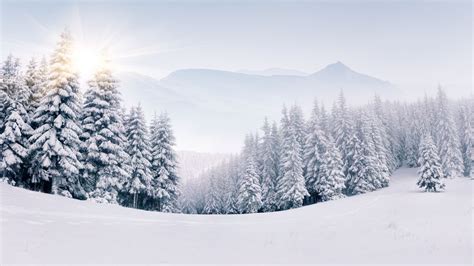 Wallpaper Forest Snow Winter 5k Nature 17355