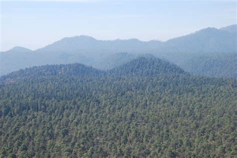 Bosques De México Riqueza Forestal Y Biodiversidad Secretaría De