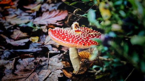 Red Mushroom In Closeup Photography · Free Stock Photo