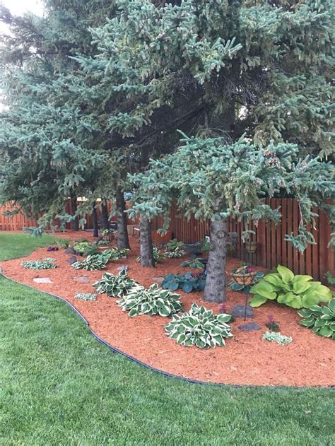 Planting Ideas For Under Pine Trees Pine Straw Landscaping Pine