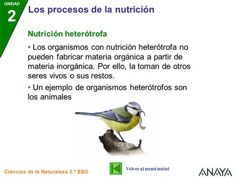 Ciencia Tecnología Y Ambiente En Santa Anita Nutrición Heterótrofa