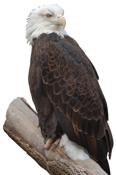 Eagle Perched Free Png Image Png Arts
