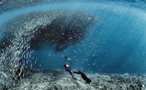 Beginner Friendly Moalboal Thousand Sardines Scuba Diving Experience