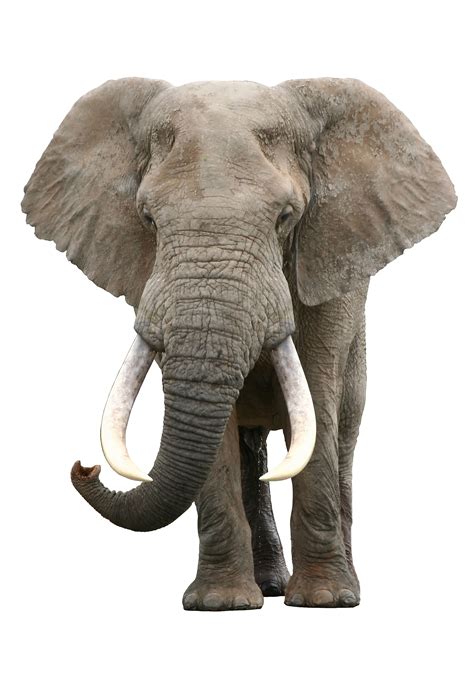 What Colour Are African Elephants Peepsburghcom