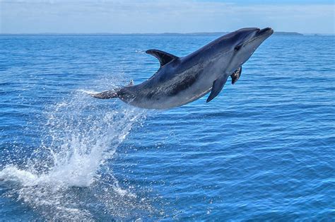 Bottlenose Dolphins Are Real Acrobats And Can Really Get Some Height