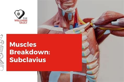 Muscle Breakdown Subclavius