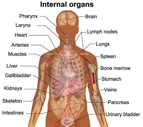 Human anatomy layout of internal organs in male body isolated on black background vector illustration. Diagram Of Internal Organs Human Body Labeled Muscle Man ...