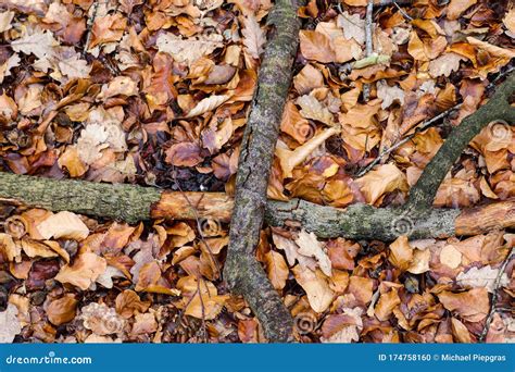 Beautiful Autumnal Leaves Texture On A Forest Ground Stock Photo