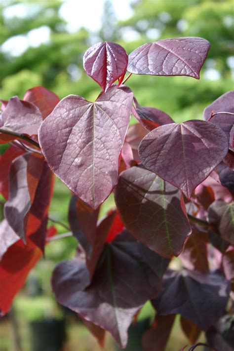 Cercis Canadensis Forest Pansy American Redbud Tauranga Tree Co