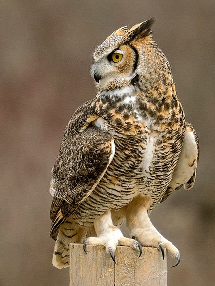 Great Horned Owl Wikipedia