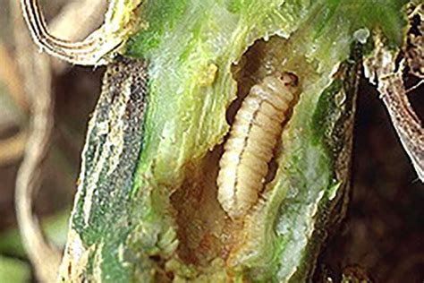 Field Scouting Guide Squash Vine Borer Growing Produce