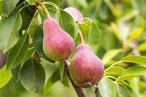 11 Of The Best Fruiting Pear Varieties Gardeners Path