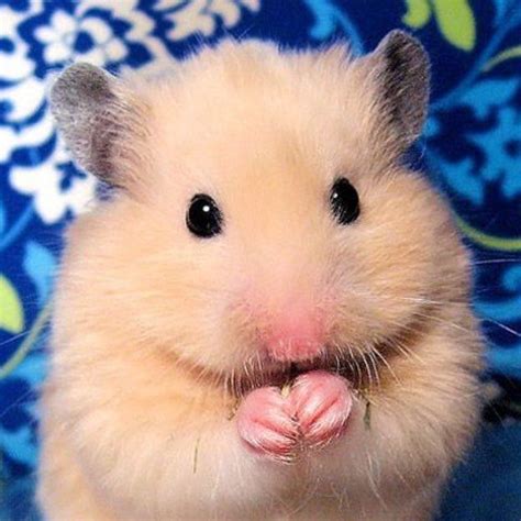 Cute Hamster A Cute Animal Pinterest Animal Syrian Hamster And