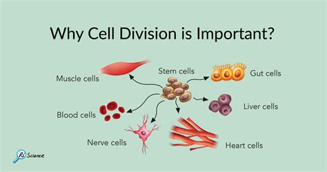 4 Major Factors That Affect Cell Division Cell Division