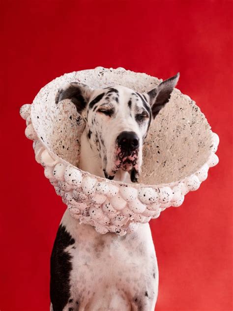 Photos Of Dogs Wearing Custom Cones Of Shame Petapixel