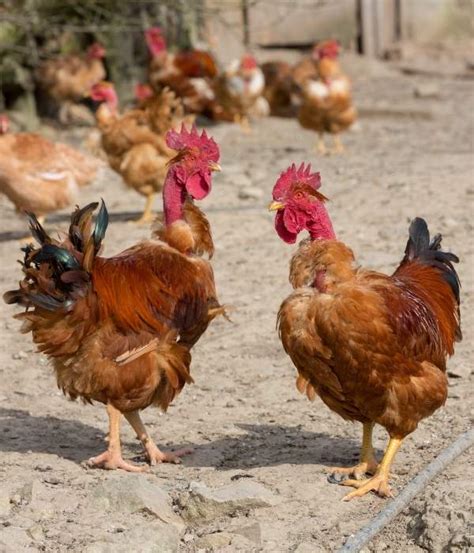 Naked Neck Chicken Breed Guide Eggs Size Care Pictures