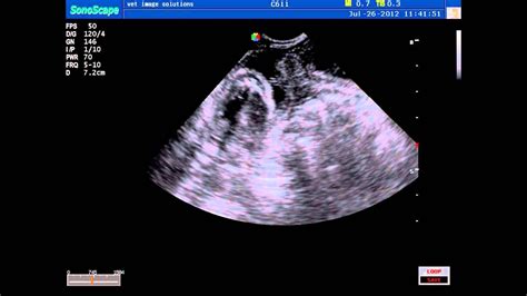 Ultrasound Scan Of Sphynx Cat Pregnancy Youtube