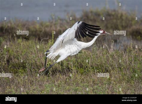 Whooping Crane Grus Americana In Flight Over Winter Habitat Aransas