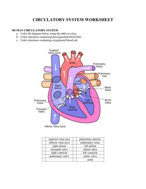 Circulatory System Printables