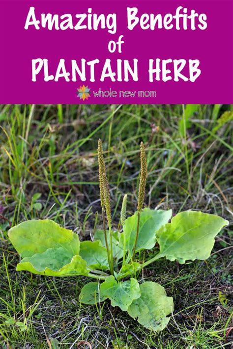 Plantain Herb Seeds