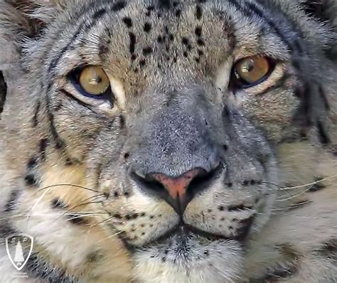 Snow Leopard Head Shot Evergreen Photography Flickr