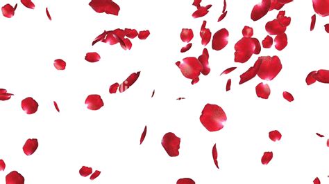 Rose Petals Png File Png Mart Rose Petals Falling Petals Red Rose