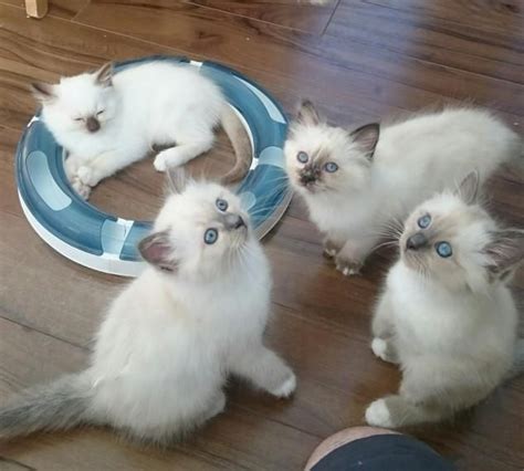 Himalayan kittens have lovely, gentle, affectionate personalities. Birman Cats For Sale | Rochester, NY #151623 | Petzlover