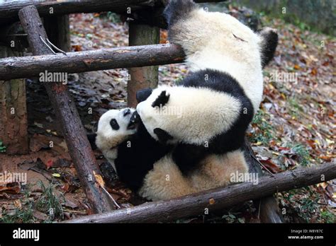 Giant Panda Twins Chengda And Chengxiao Play At The Hangzhou Zoo In